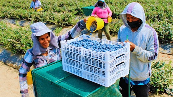 Producción de arándanos