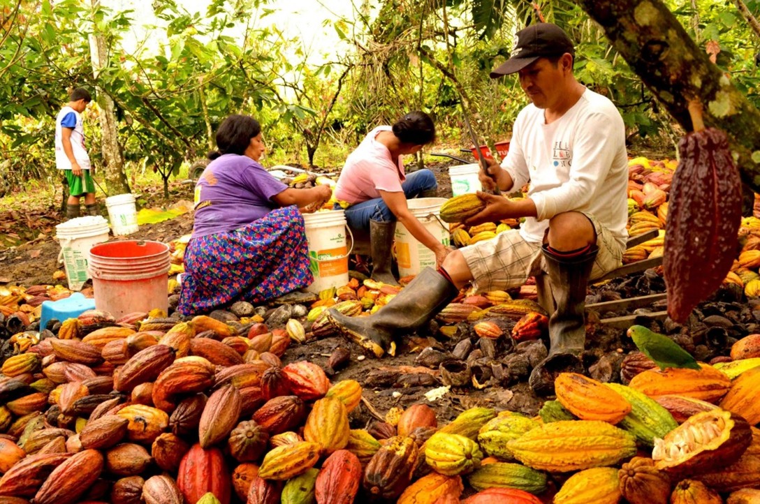 Producción de cacao